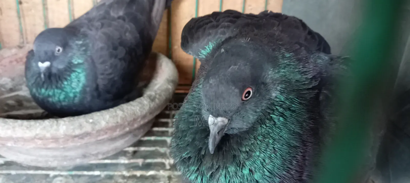 A healthy pair of pigeons for sale