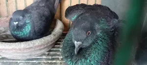 A healthy pair of pigeons for sale