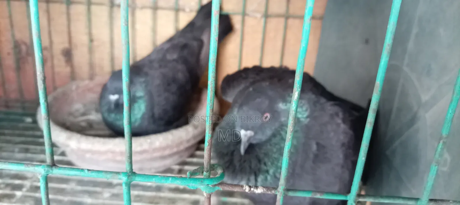 A healthy pair of pigeons for sale