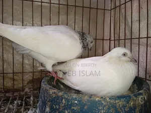 A pair of healthy Giribaj pigeons for sale, egg-laying adult pigeons