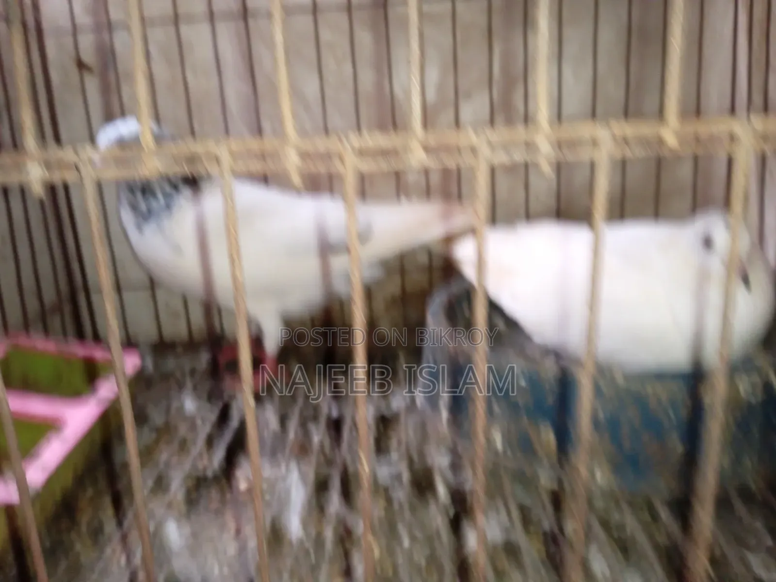 A pair of healthy Giribaj pigeons for sale, egg-laying adult pigeons