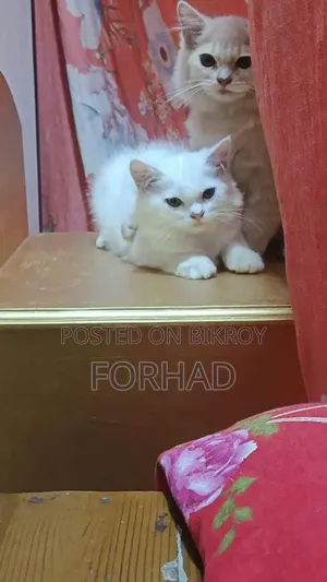 6-12 months Female Purebred Persian