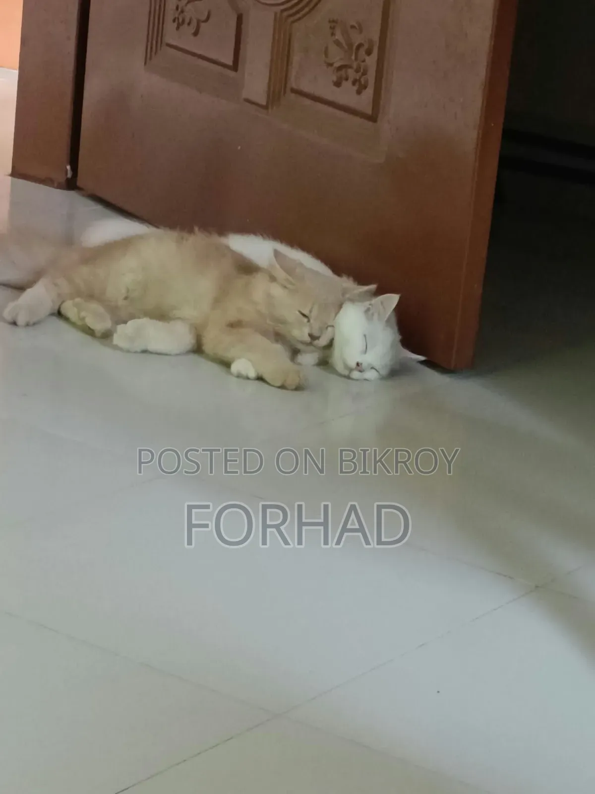 6-12 months Female Purebred Persian