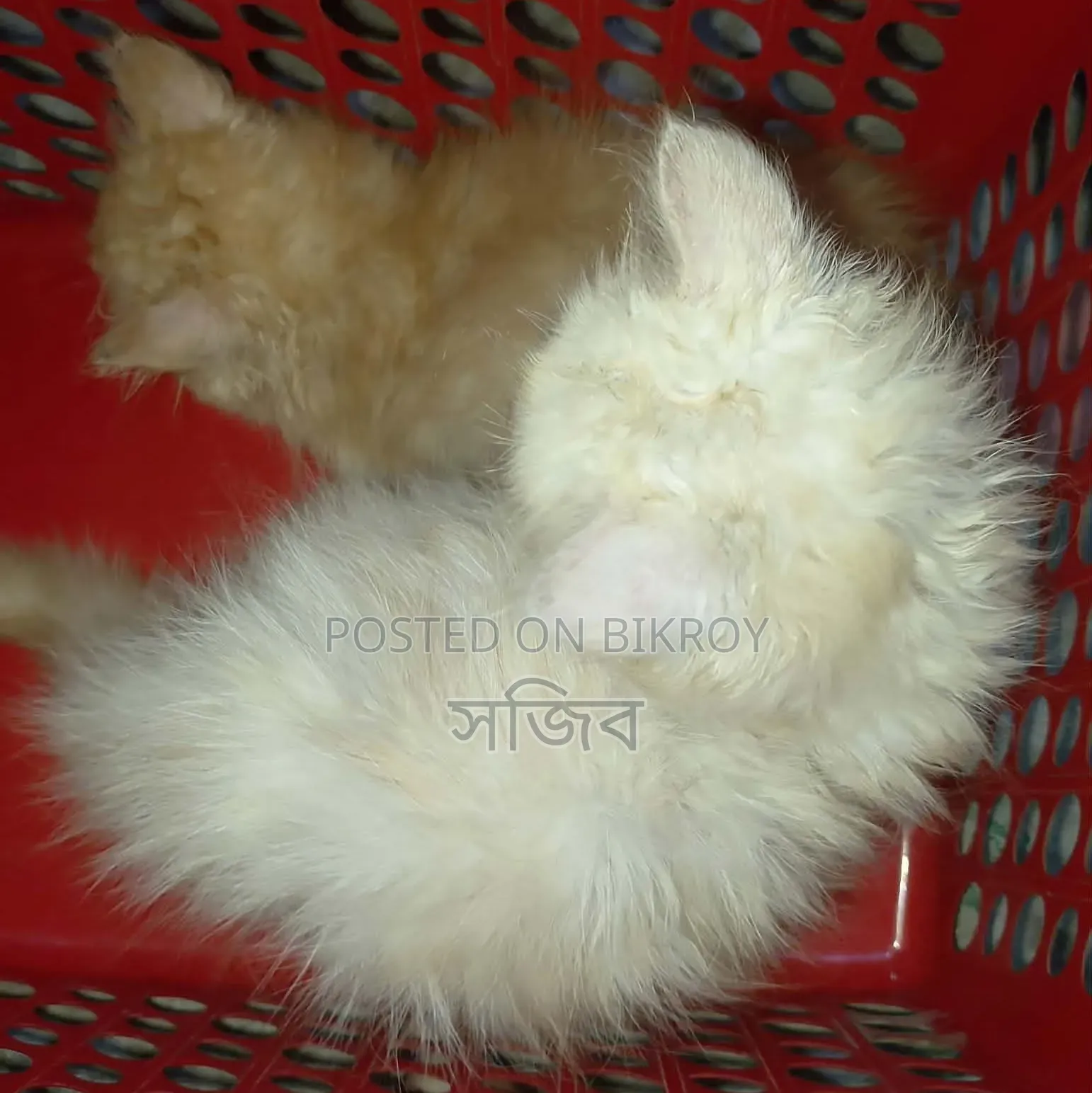 3-6 months Male Purebred Persian