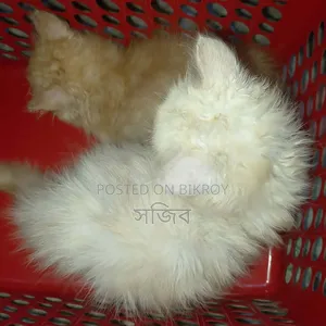3-6 months Male Purebred Persian