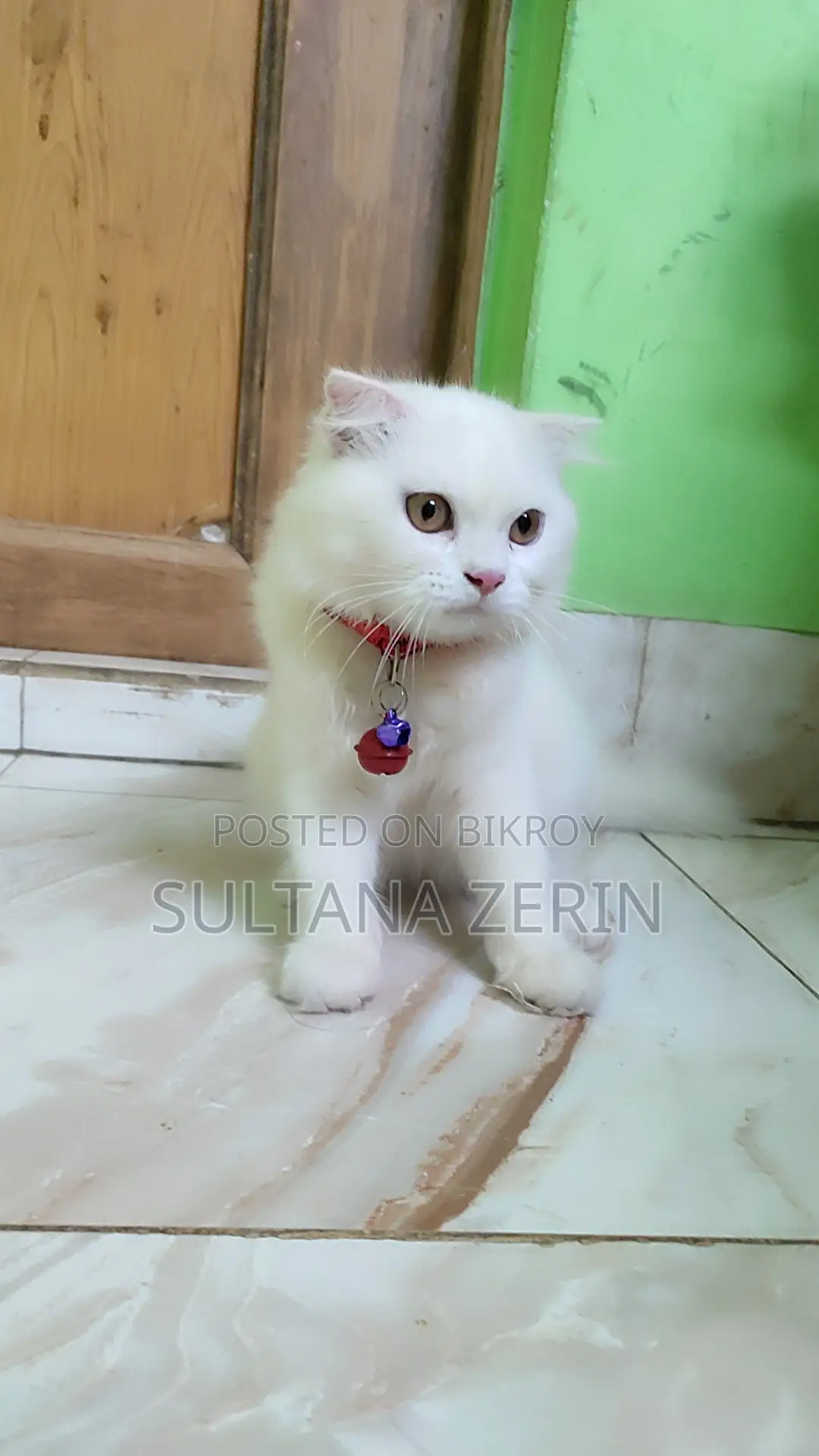1-3 months Female Purebred Persian