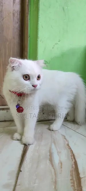 1-3 months Female Purebred Persian