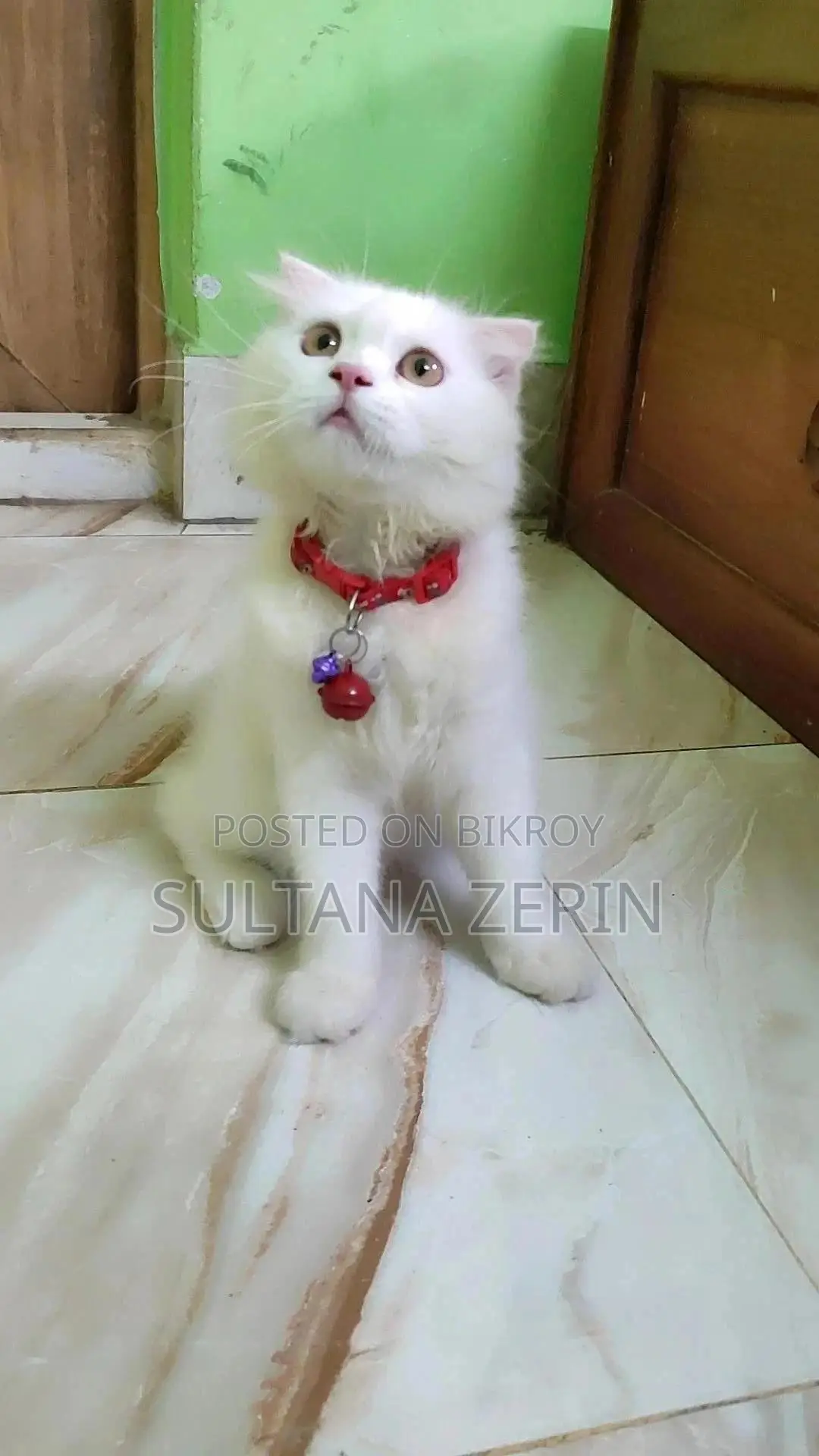 1-3 months Female Purebred Persian