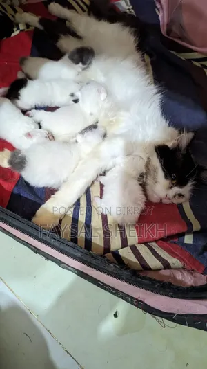 ১+ বছরের ফিমেল পিওরব্রেড পার্সিয়ান