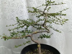 Premna and Tamarind Bonsai Materials, Fern - Mirpur