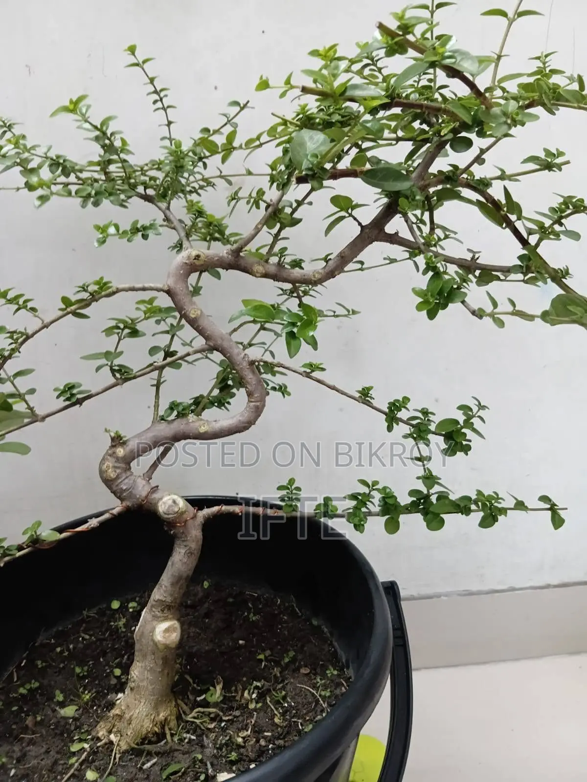 Premna and Tamarind Bonsai Materials, Fern - Mirpur