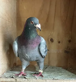 Racer Male Pigeon Required