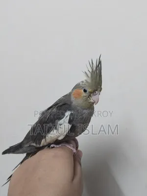 গ্রে ককাটেল