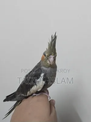 গ্রে ককাটেল