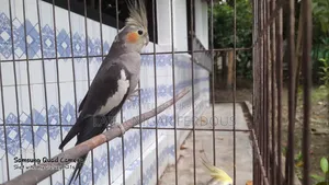 ককাটেল এডাল্ট ফিমেল