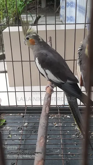ককাটেল এডাল্ট ফিমেল