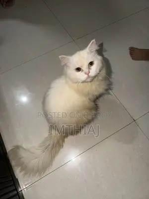 ৬-১২ মাস বয়সী পুরুষ খাঁটি পার্সিয়ান