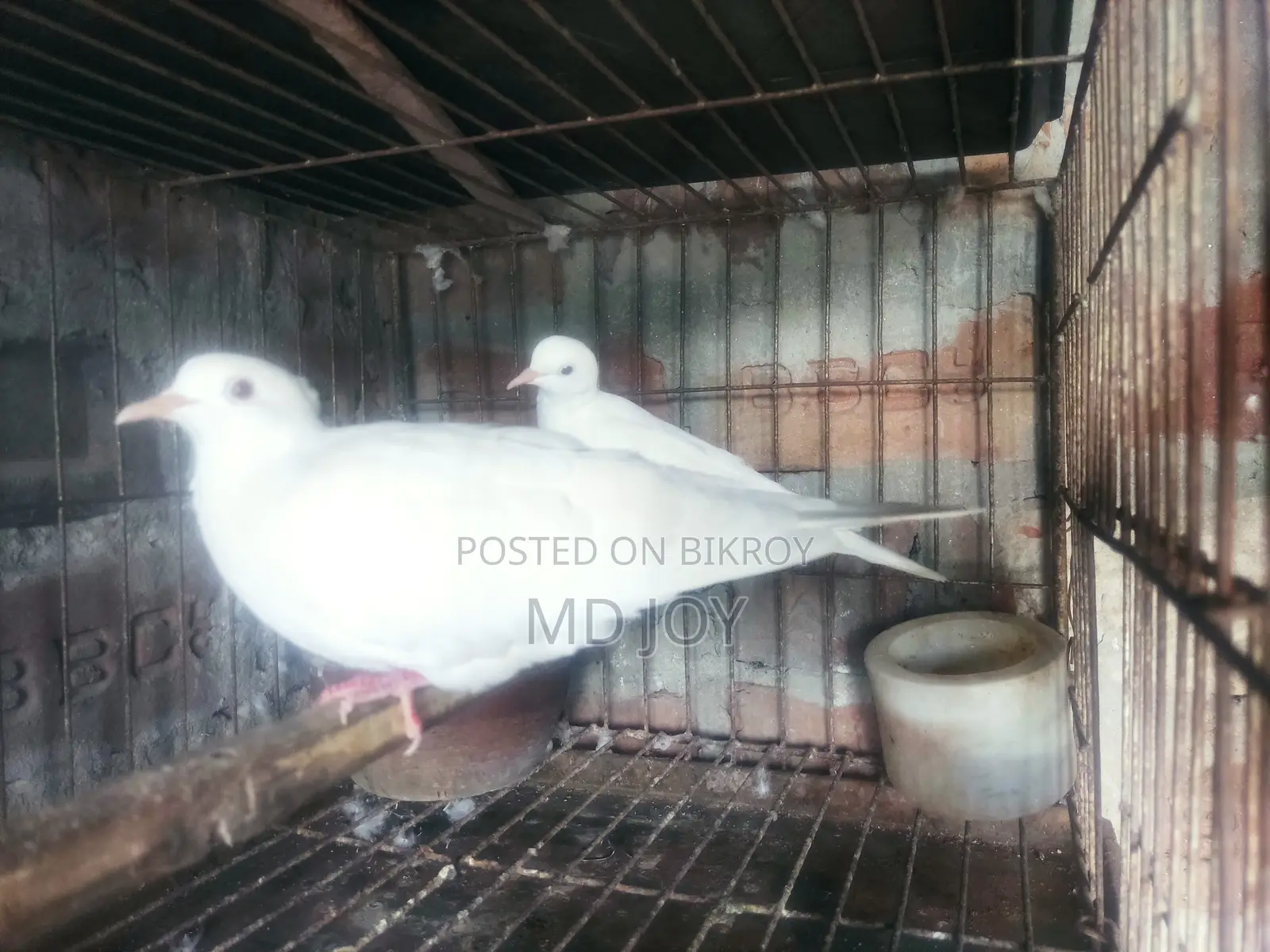Spotted Dove
