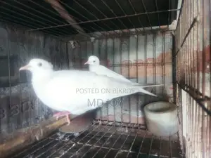 Spotted Dove