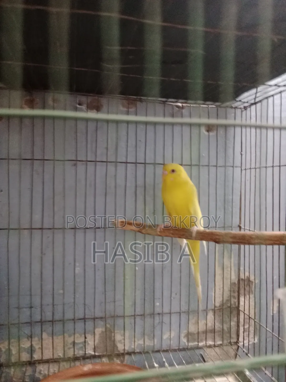 বাজরিগর রেড আই লোটিনো