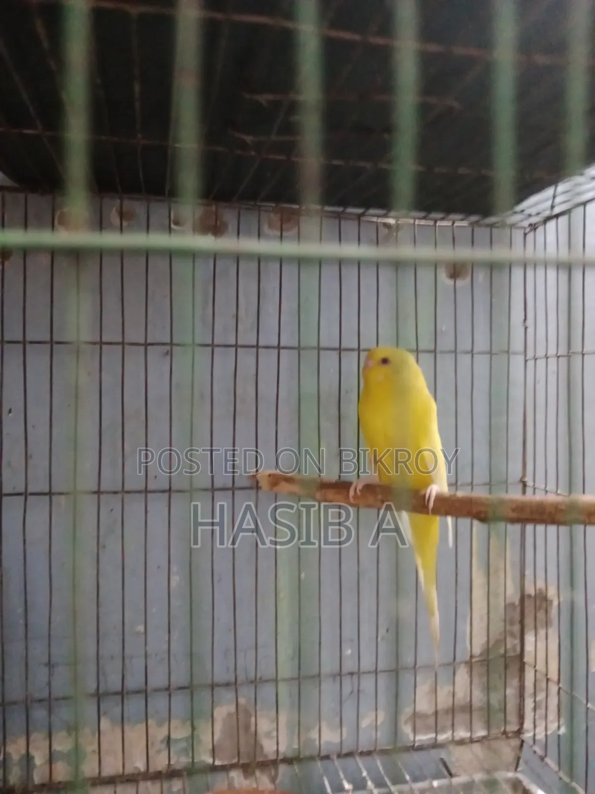 বাজরিগর রেড আই লোটিনো