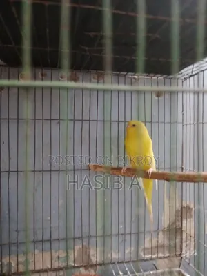 বাজরিগর রেড আই লোটিনো