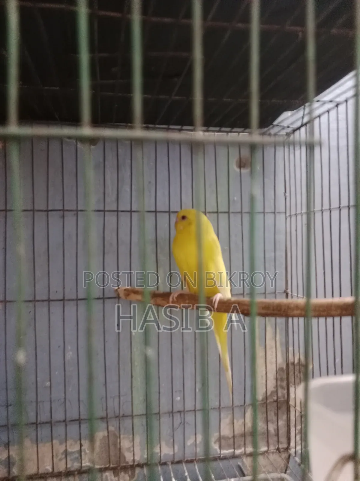 বাজরিগর রেড আই লোটিনো