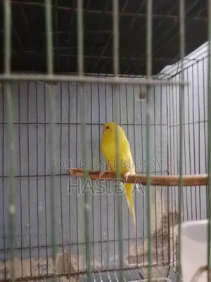 বাজরিগর রেড আই লোটিনো