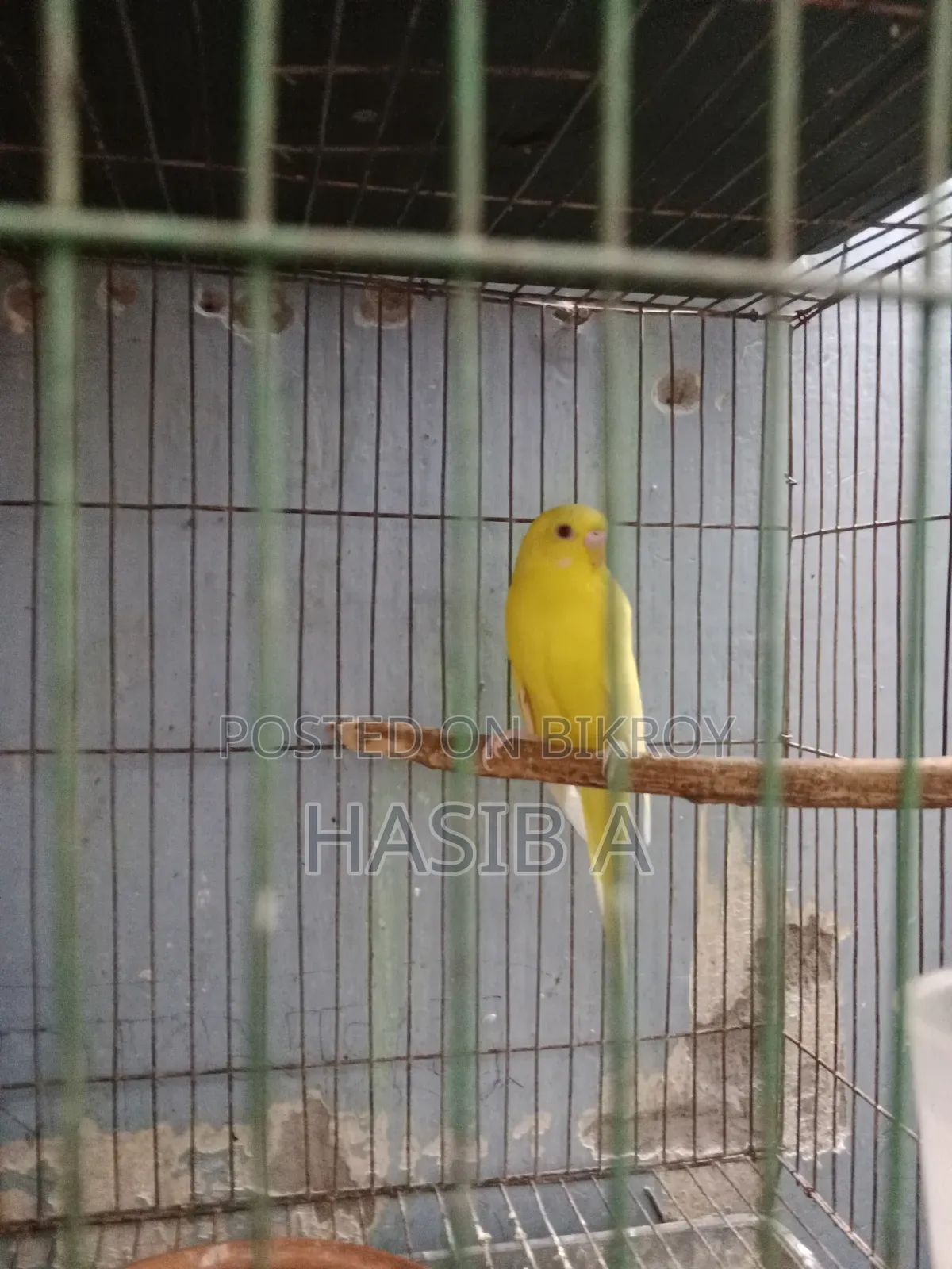 বাজরিগর রেড আই লোটিনো