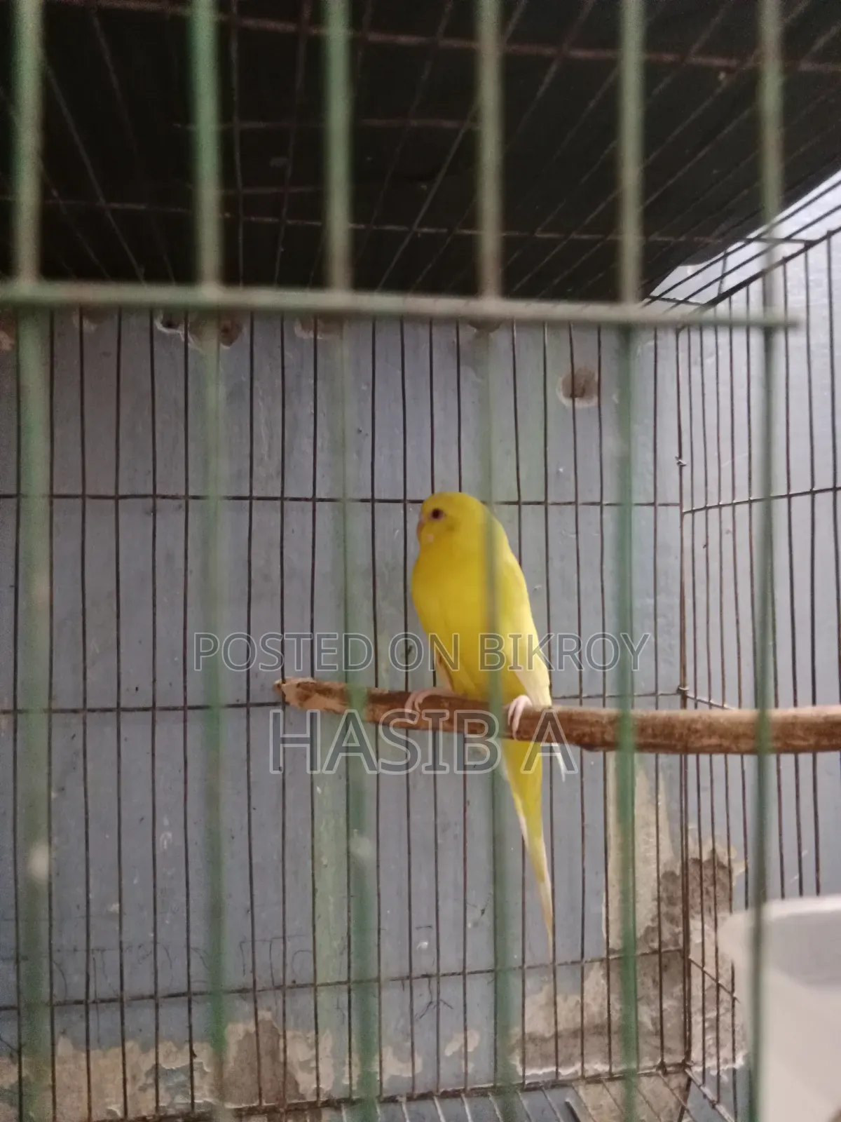 বাজরিগর রেড আই লোটিনো