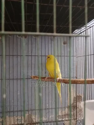 বাজরিগর রেড আই লোটিনো