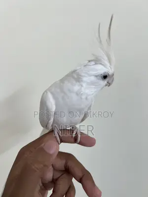 ককাটেল পাখি