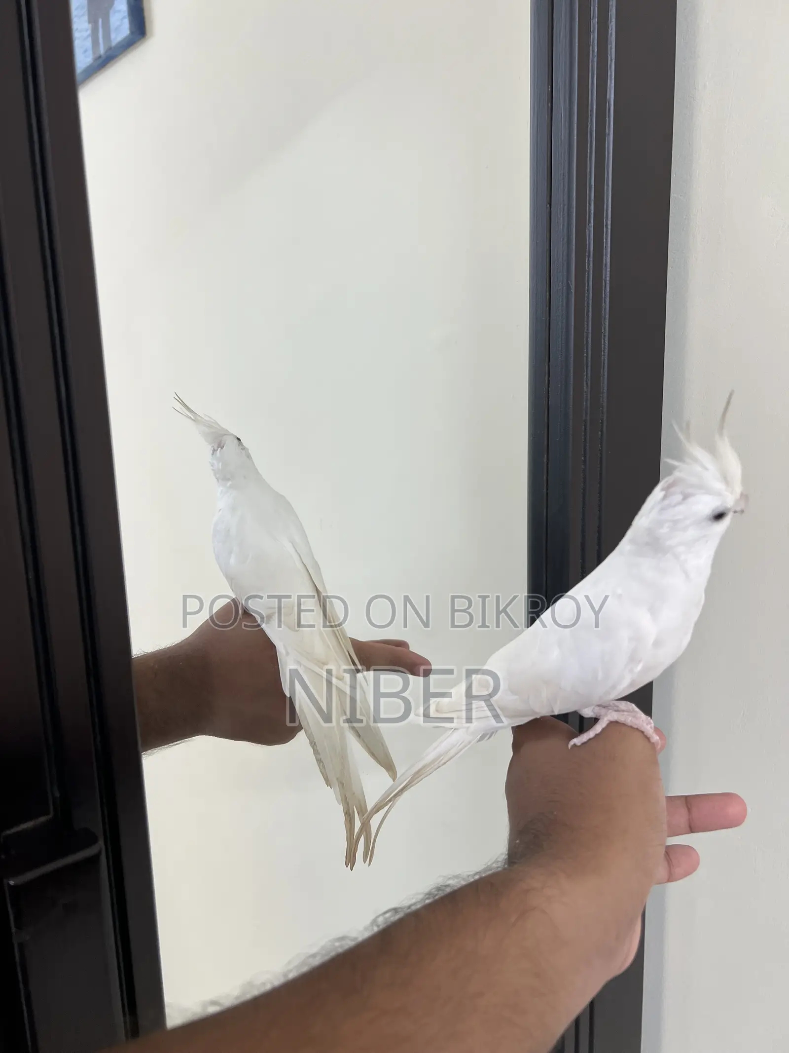 ককাটেল পাখি