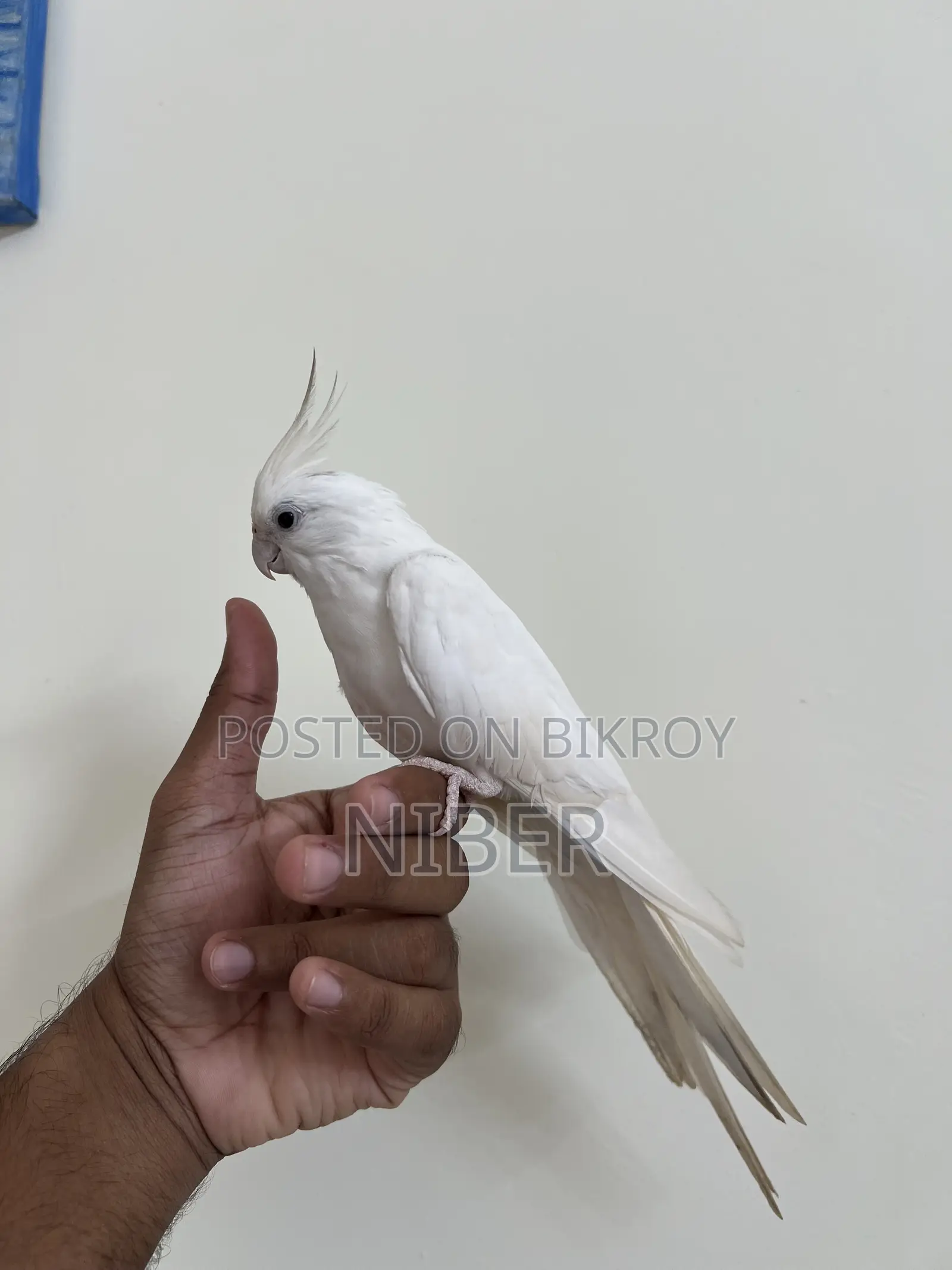 ককাটেল পাখি