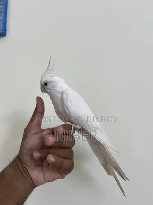 ককাটেল পাখি