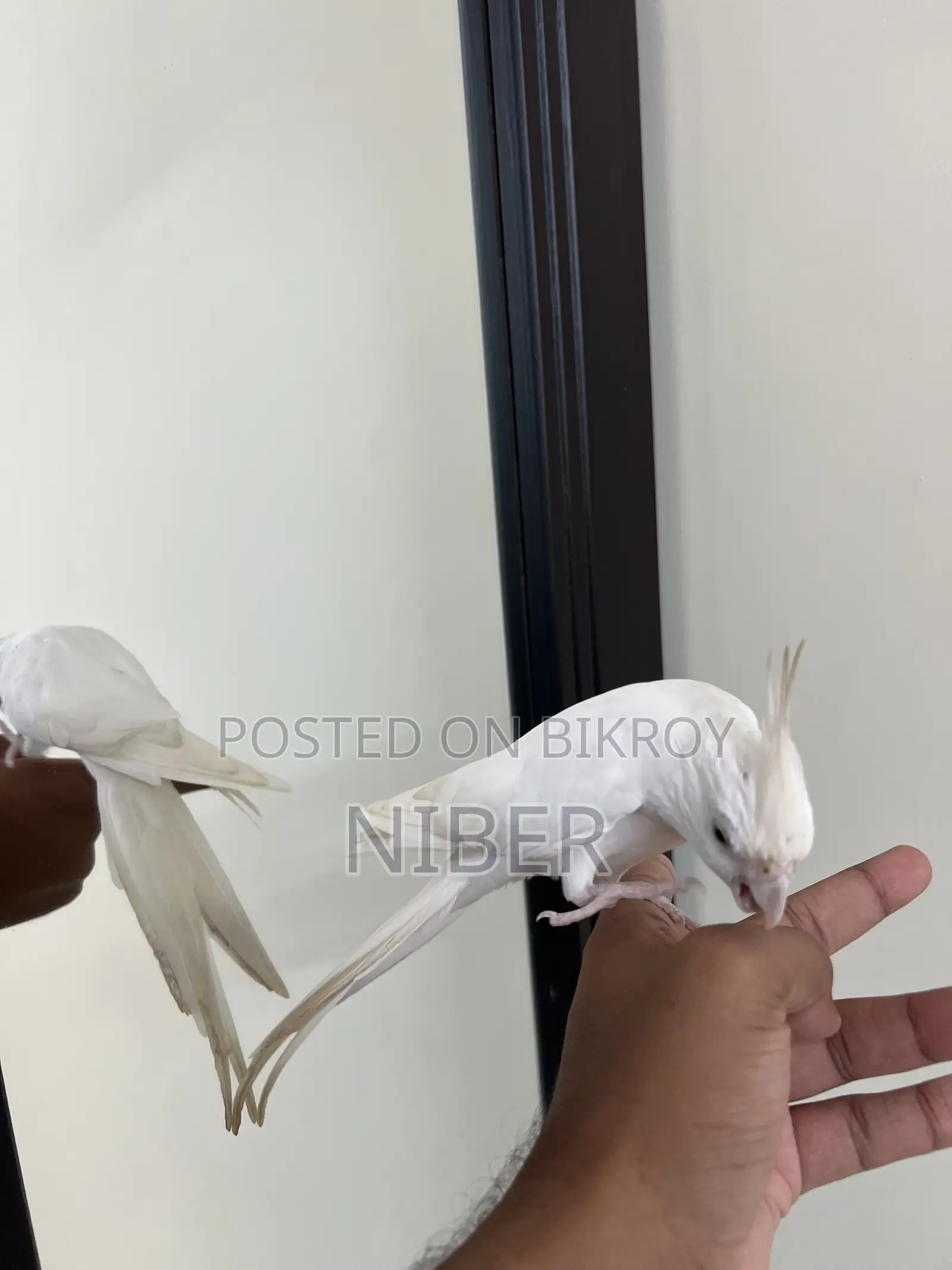 ককাটেল পাখি