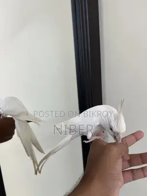 ককাটেল পাখি