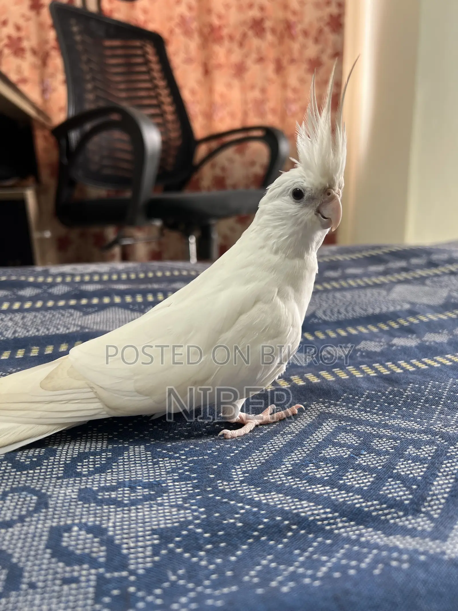 ককাটেল পাখি