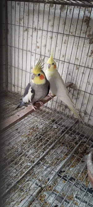 ককটেল পাখি