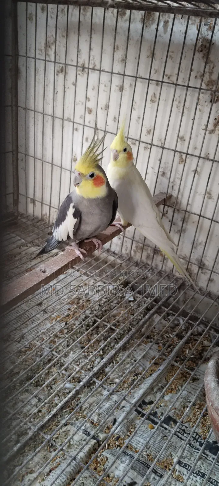 ককটেল পাখি