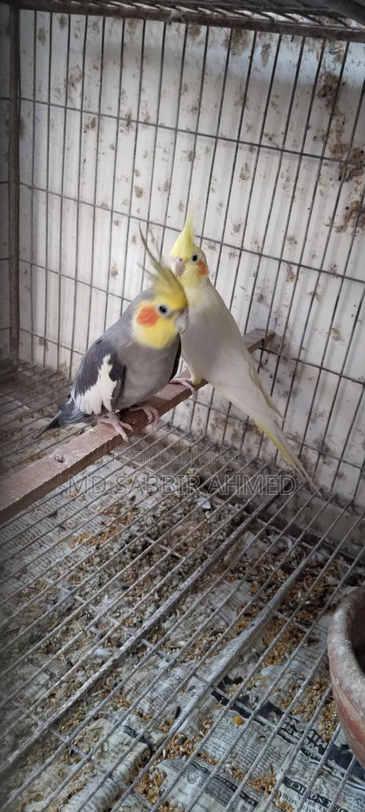 ককটেল পাখি