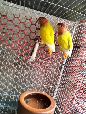 লাভবার্ড জোড়া বিক্রির জন্য