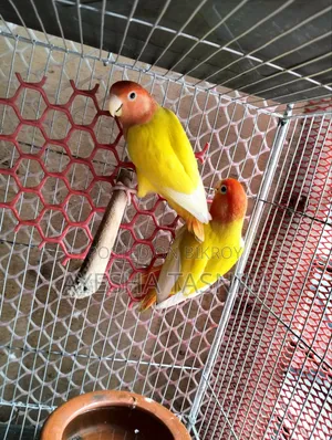 লাভবার্ড জোড়া বিক্রির জন্য
