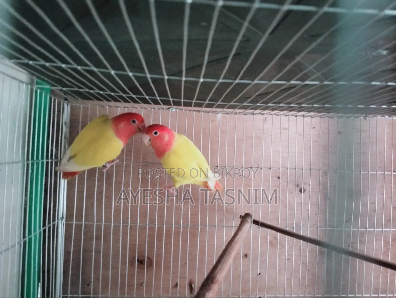 লাভবার্ড জোড়া বিক্রির জন্য