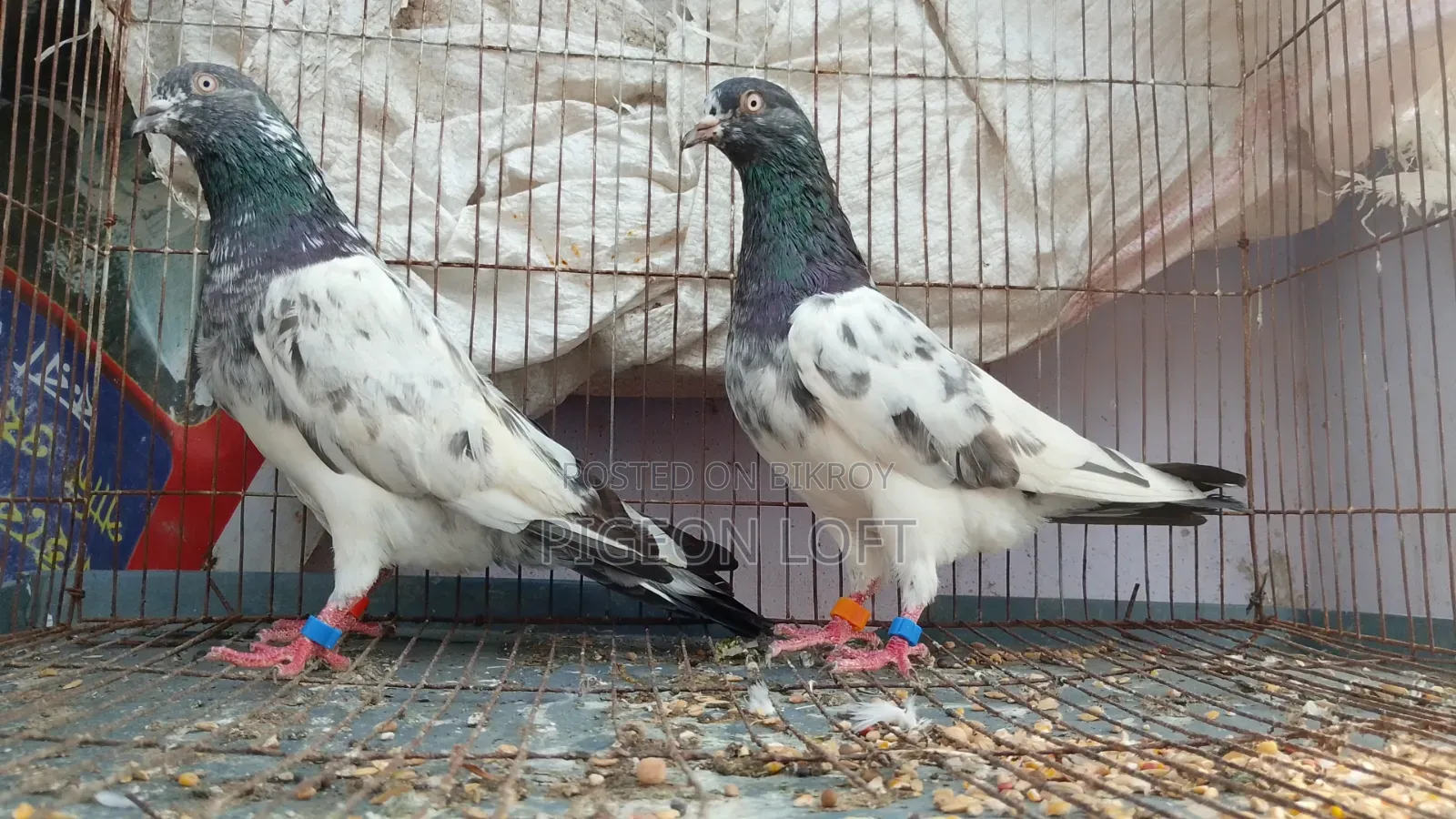 Running Pair of Pakistani Pigeons for Sale