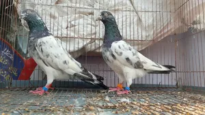 রানিং এক জোড়া পাকিস্তানি কবুতর সেল হবে।
