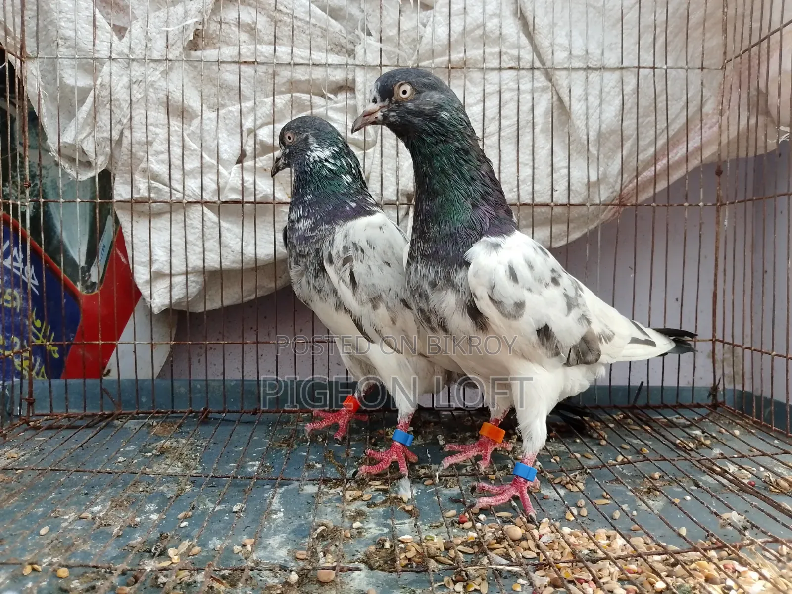 Running Pair of Pakistani Pigeons for Sale