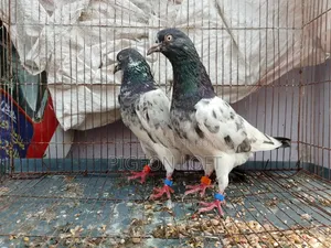 Running Pair of Pakistani Pigeons for Sale