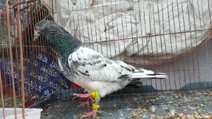 Running Pair of Pakistani Pigeons for Sale