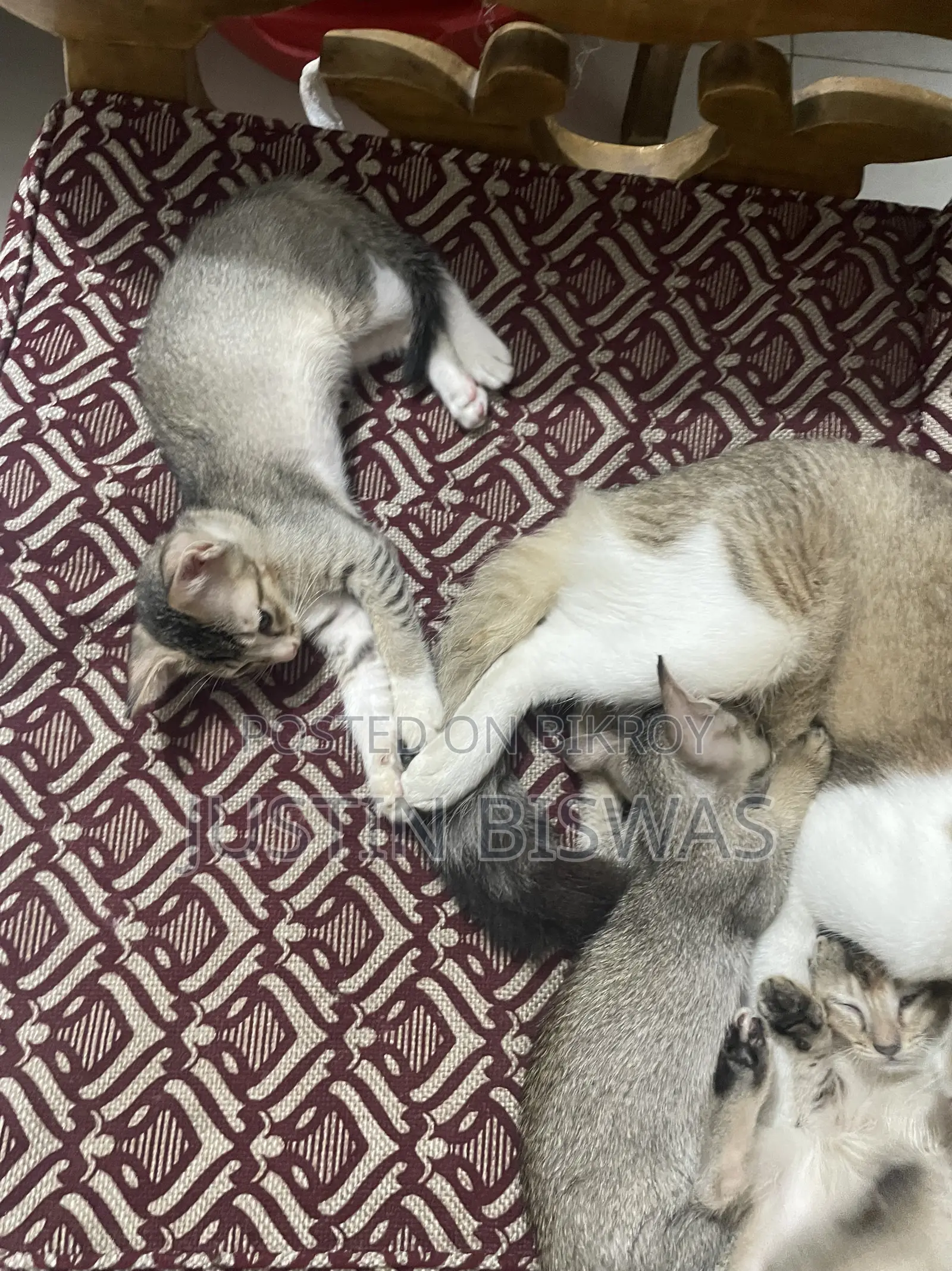 1-3 months Male Mixed Breed Bengal